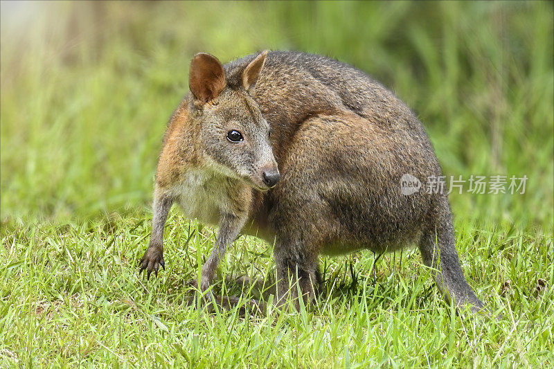 年轻的 Pademelon (Thylogale)